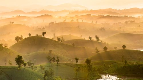 Free Serene landscape of misty hills and tea plantations at sunrise, capturing nature's beauty. Stock Photo