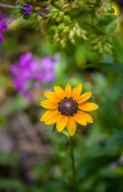 Free A close-up of a bright yellow sunflower in full bloom, surrounded by green foliage. Stock Photo