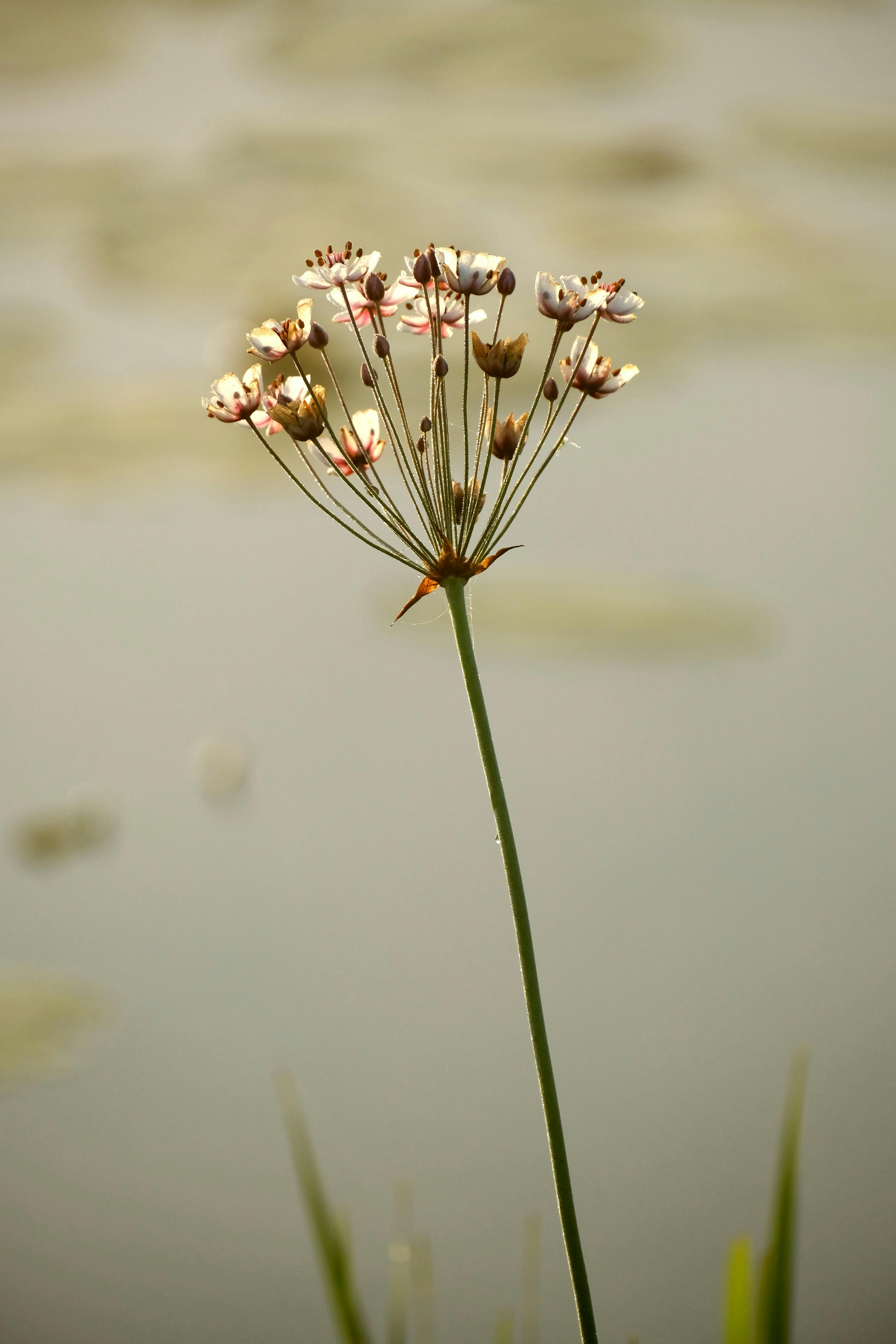 A lone flower stands gracefully by a tranquil lake, radiating calmness.