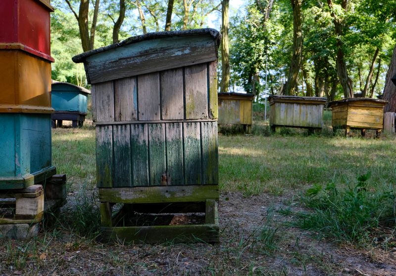 Old wooden beehives nestled in a lush forest glade on a sunny day, showcasing rustic charm.