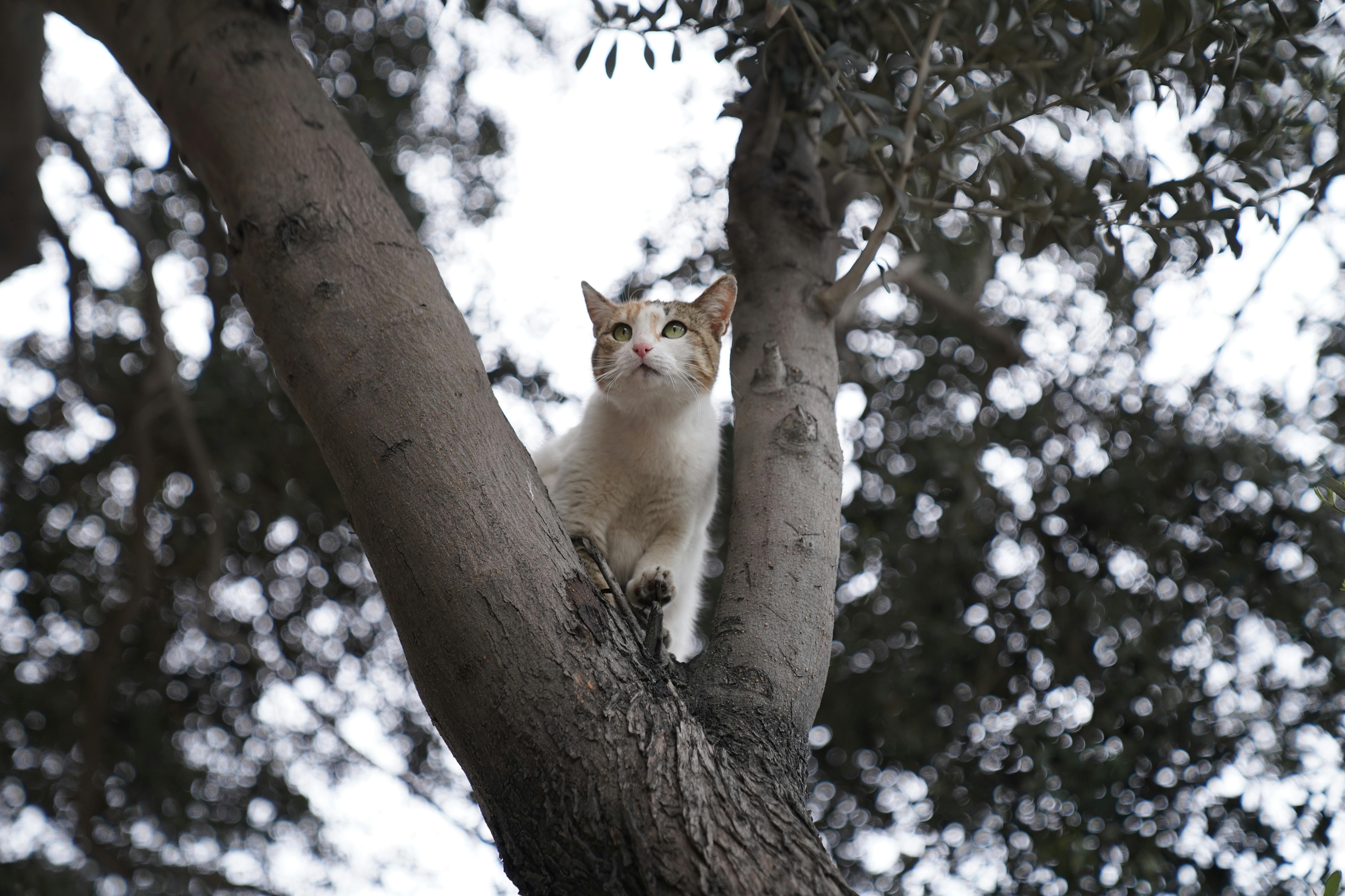 A domestic cat calmly perched on a tree branch surrounded by foliage.