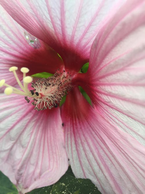 Darmowe zdjęcie z galerii z kwiat, pręcik, różowy