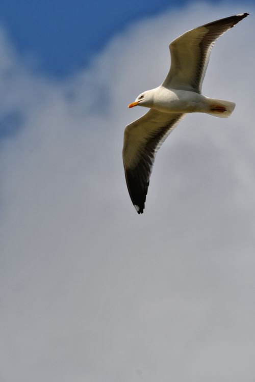 Free Elegant seagull in flight against a backdrop of clouds and clear sky, showcasing freedom. Stock Photo