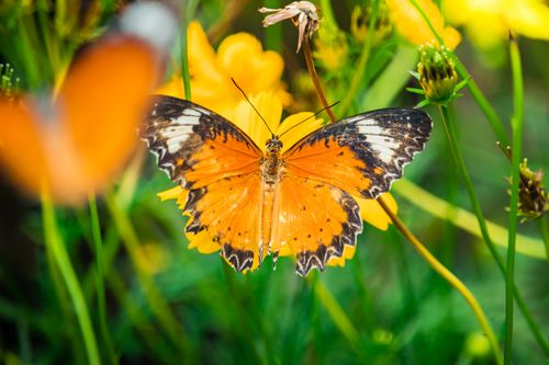 Free Beautiful orange butterfly perched on a yellow flower in a lush garden, captured in vivid detail. Stock Photo