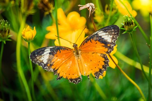 Free Close-up of a monarch butterfly perched on vibrant yellow flowers in a garden. Stock Photo