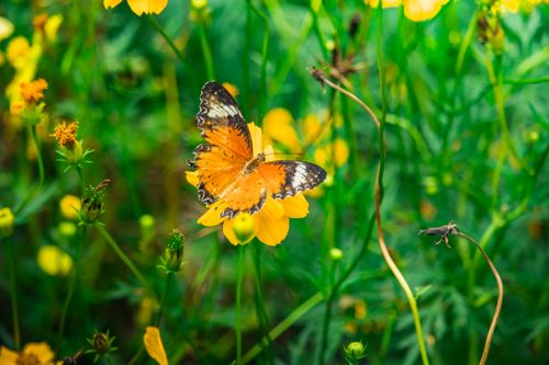 Free Close-up of a butterfly perched on a bright yellow flower amidst lush greenery in Hồ Chí Minh. Stock Photo