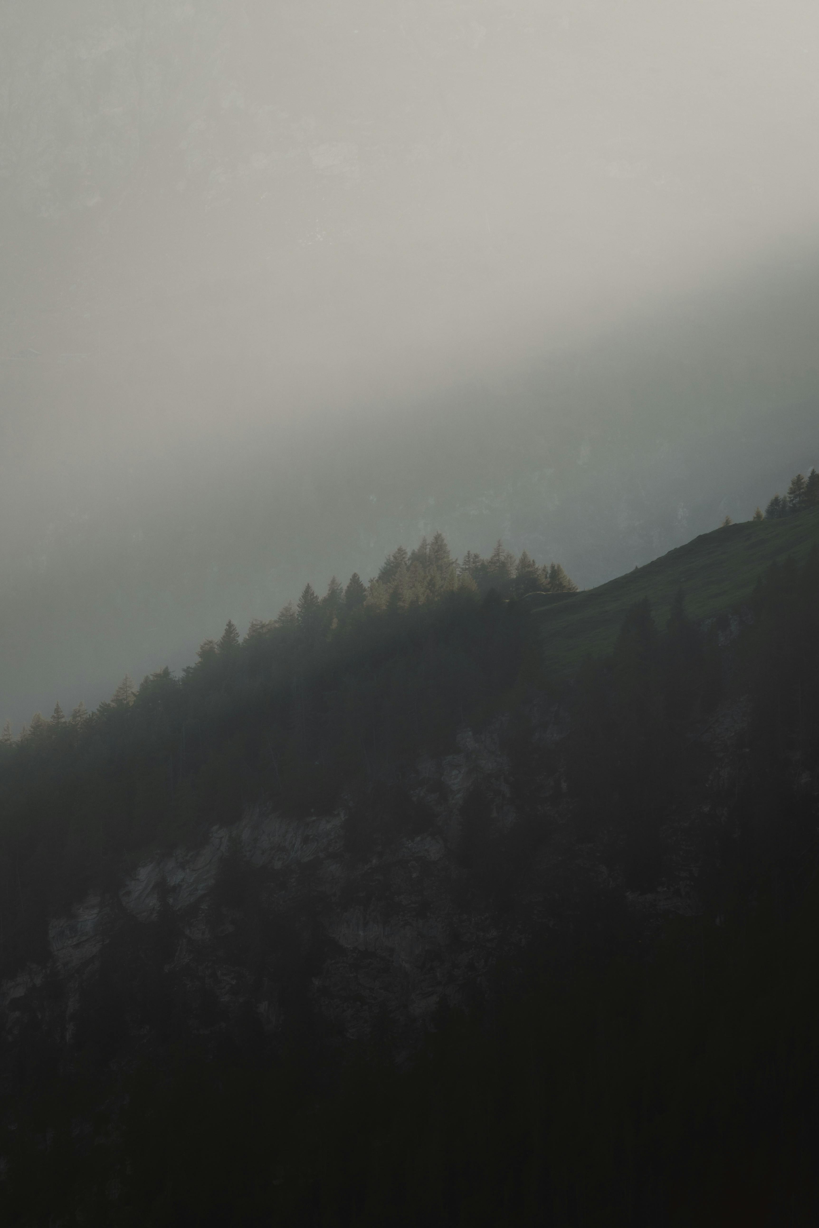 Misty Morning Forest Landscape Silhouette