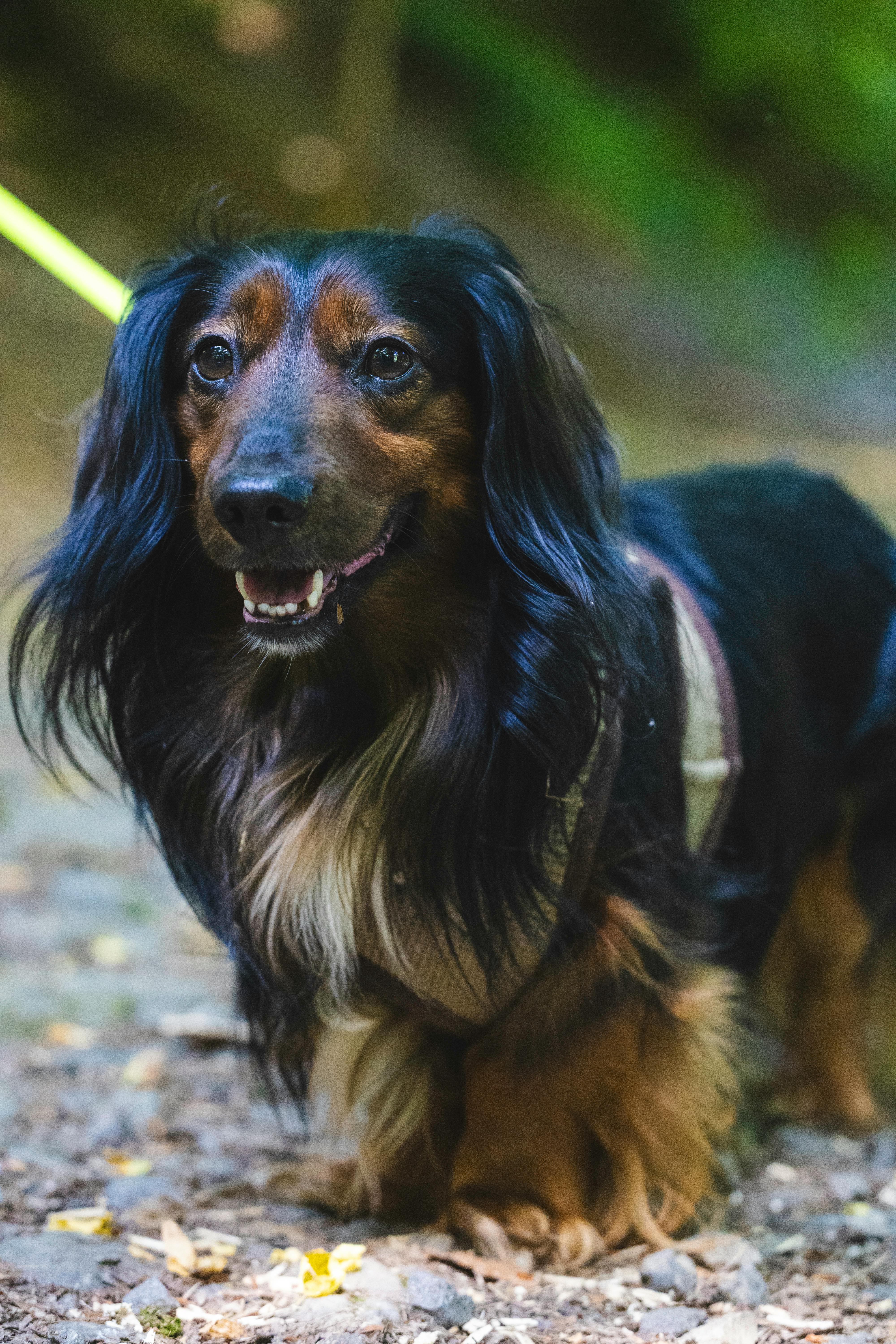 Gratis Immagine gratuita di accessori per animali domestici, adorabile, alberi Foto a disposizione