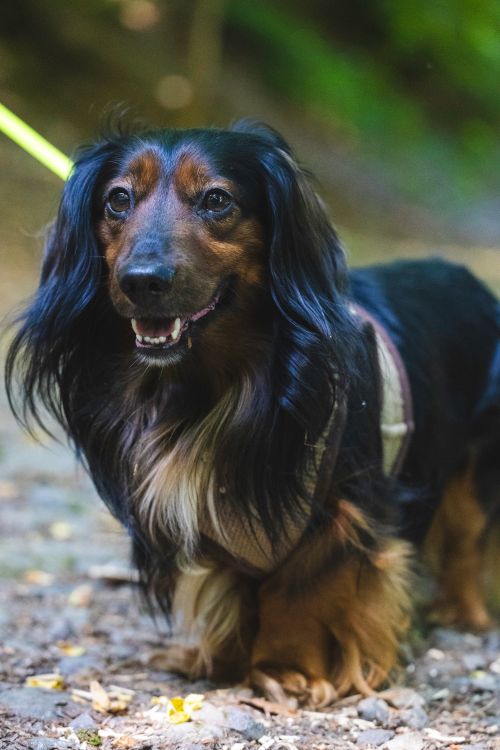 Free Charming long-haired Dachshund enjoying a walk on a scenic forest trail in Streithausen. Stock Photo