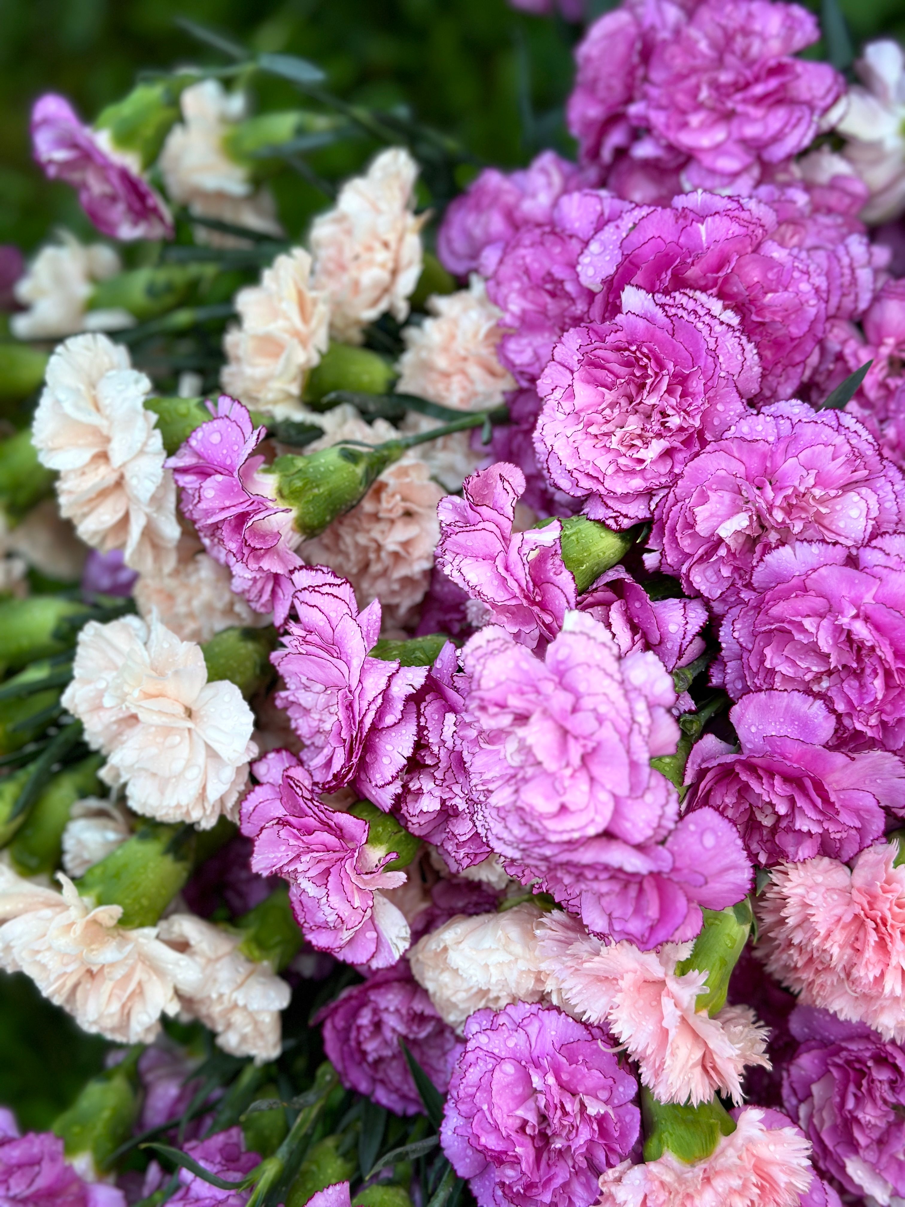 A stunning close-up of vibrant pink and white carnations in full bloom, showcasing their delicate petals.
