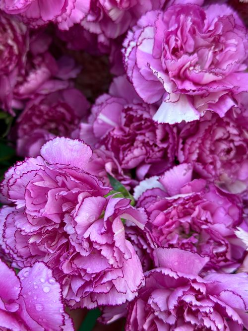 Free Close-up of vibrant pink carnations with dewdrops, showcasing natural beauty. Stock Photo