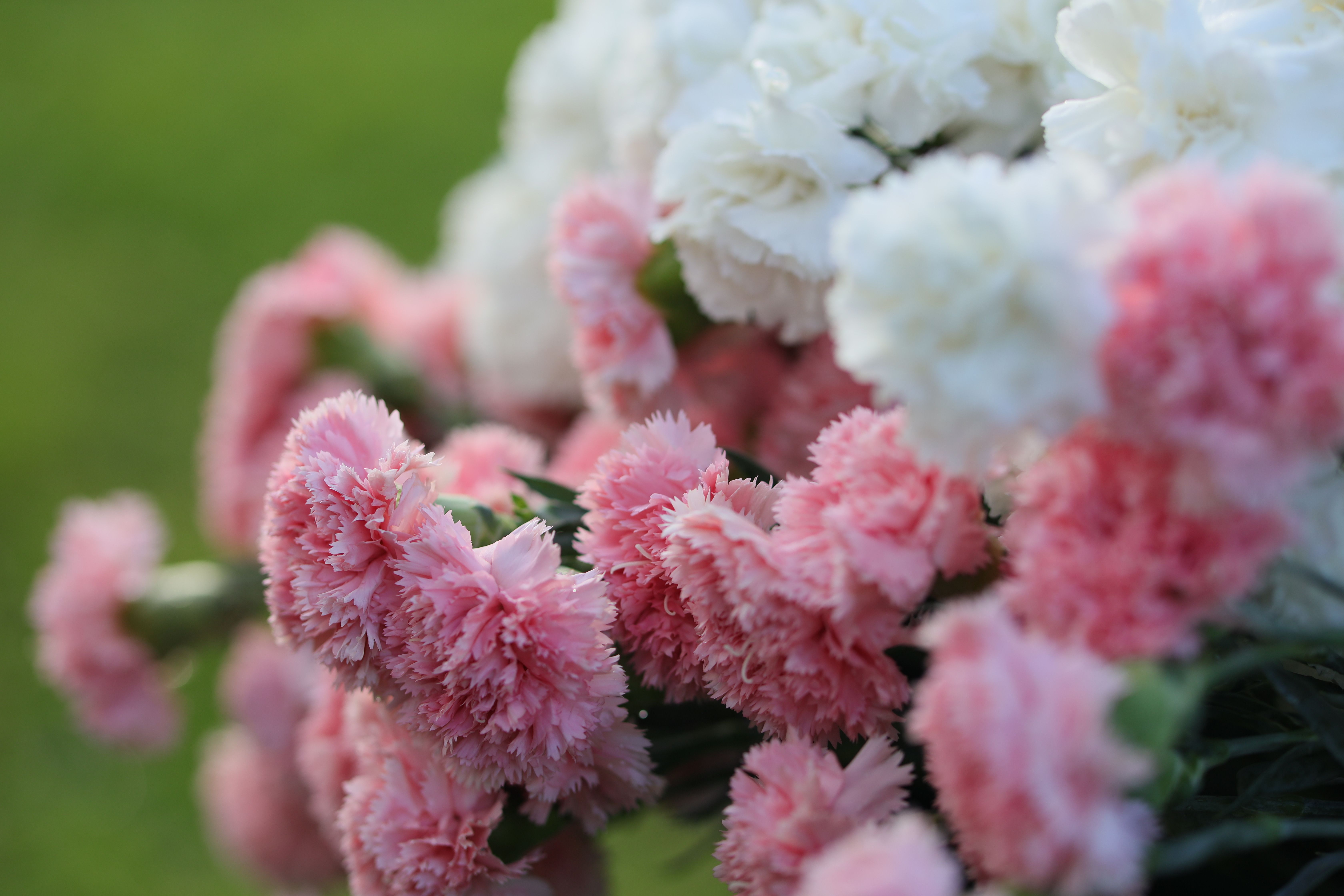 Pink & White Carnations