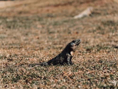 Immagine gratuita di america, animale, attraente