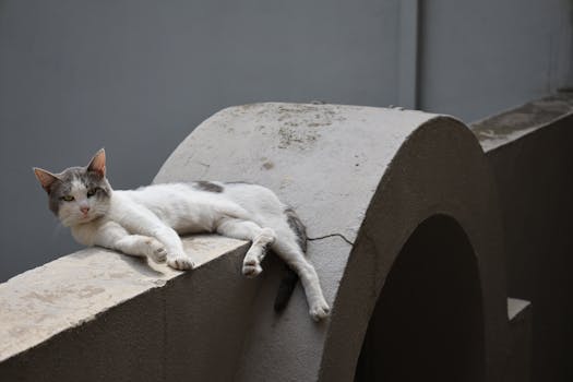 A relaxed cat enjoying a sunny day on a concrete arch, showcasing urban relaxation and architecture.