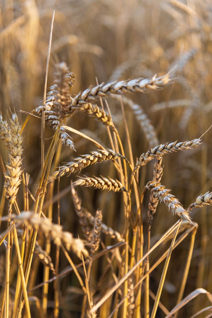 Golden wheat field at sunset on a partner farm