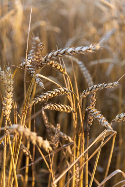 Free Close-up of ripe wheat stalks in a field during sunset, capturing a warm and serene agricultural scene. Stock Photo