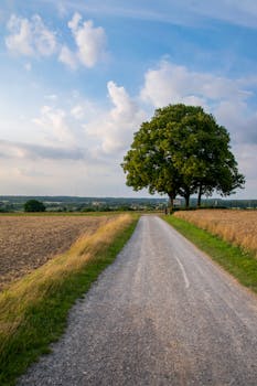 A serene country road leading to a lone tree under a clear blue sky. Perfect for travel and nature themes.
