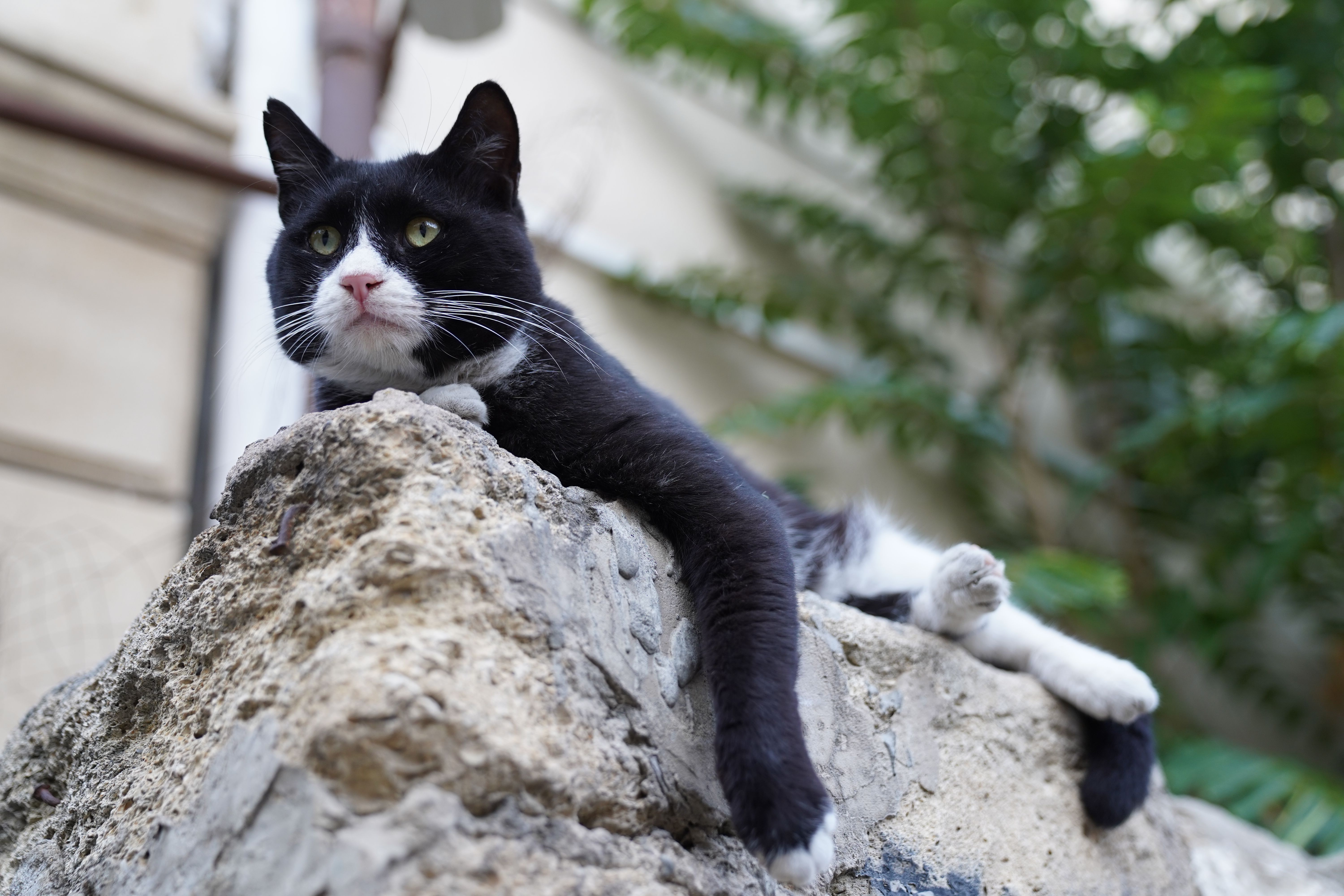 Relaxed Black and White Cat on Rock Outdoors · Free Stock Photo