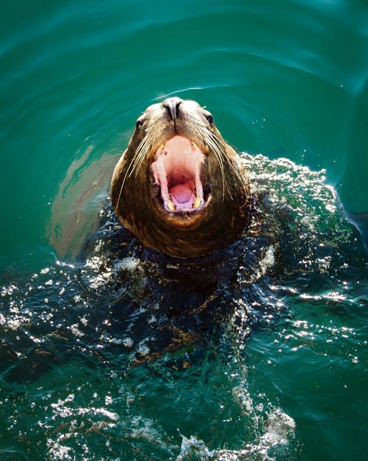 Photo Of Seal Opening It's Mouth