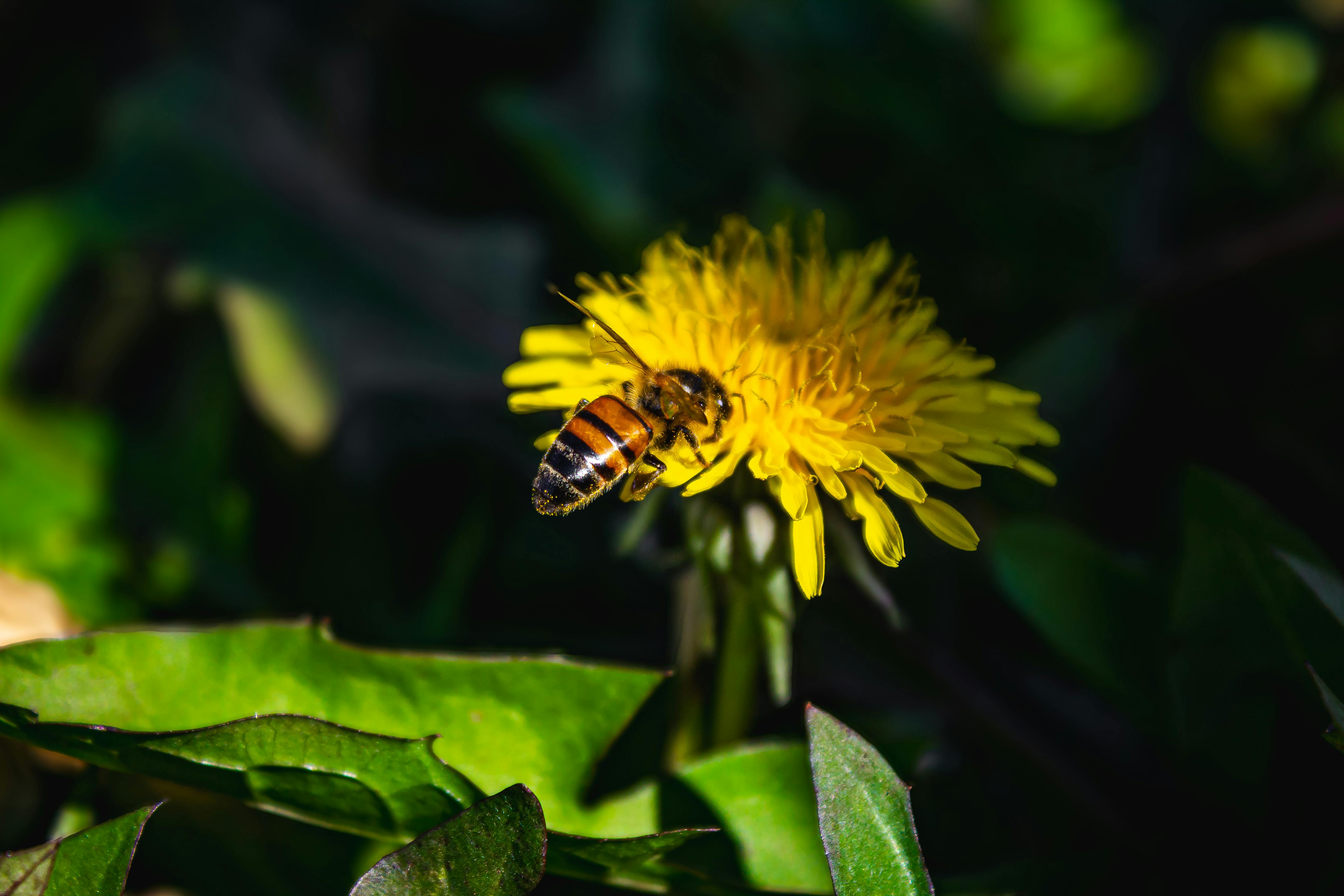 Ark Valley Civics Bee Competition to Send Three Local Students to State — Photo by Bernardo  Roessler on Pexels