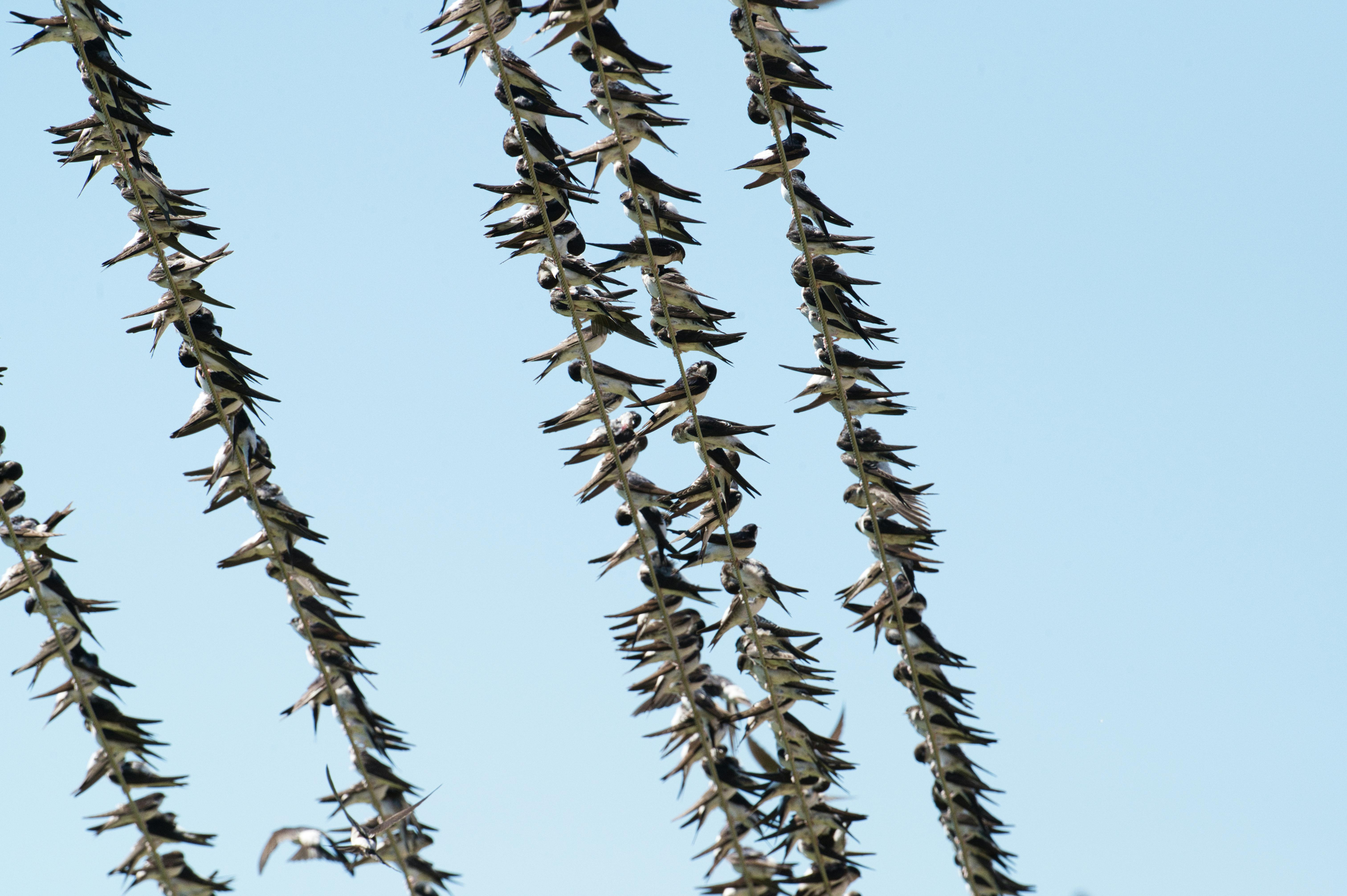 Barn Swallow Gathering — Po Delta Italy
