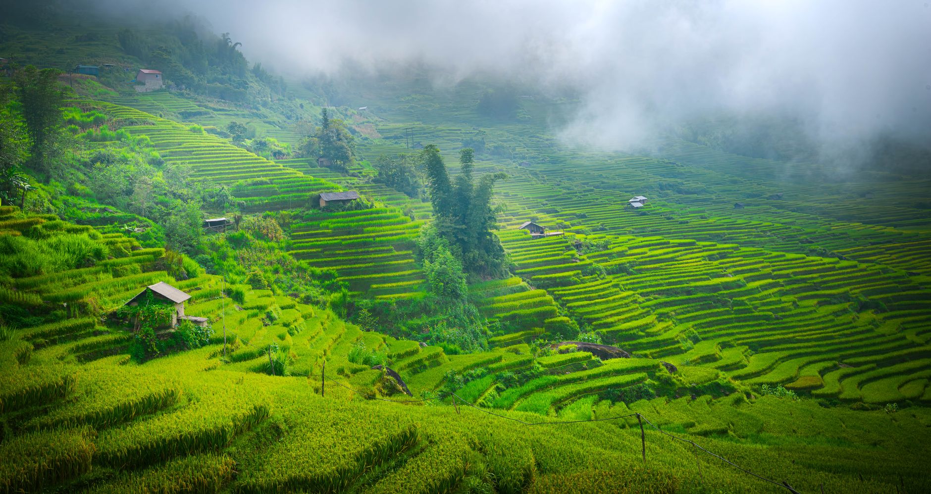 Lush green terraced rice fields on a foggy day in Vietnam, showcasing natural beauty.