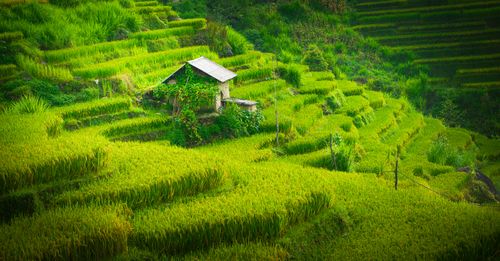 Free Scenic view of vibrant green rice terraces surrounding a rustic wooden hut. Stock Photo
