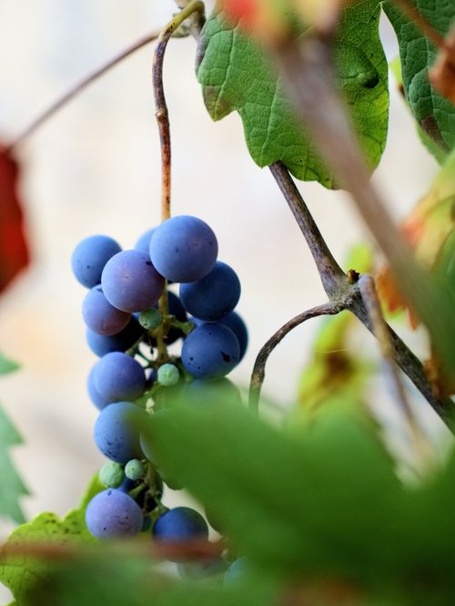 Free Raisin (OM-3 25mm f1.8 1/250s ISO 100 Stock Photo