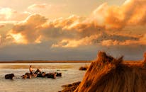 日落时分，宁静的乡村风光中，有人正引导着水牛群穿过平静的水面