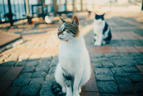 Free Two cats sitting on cobblestones with a blurred background, outdoors. Stock Photo