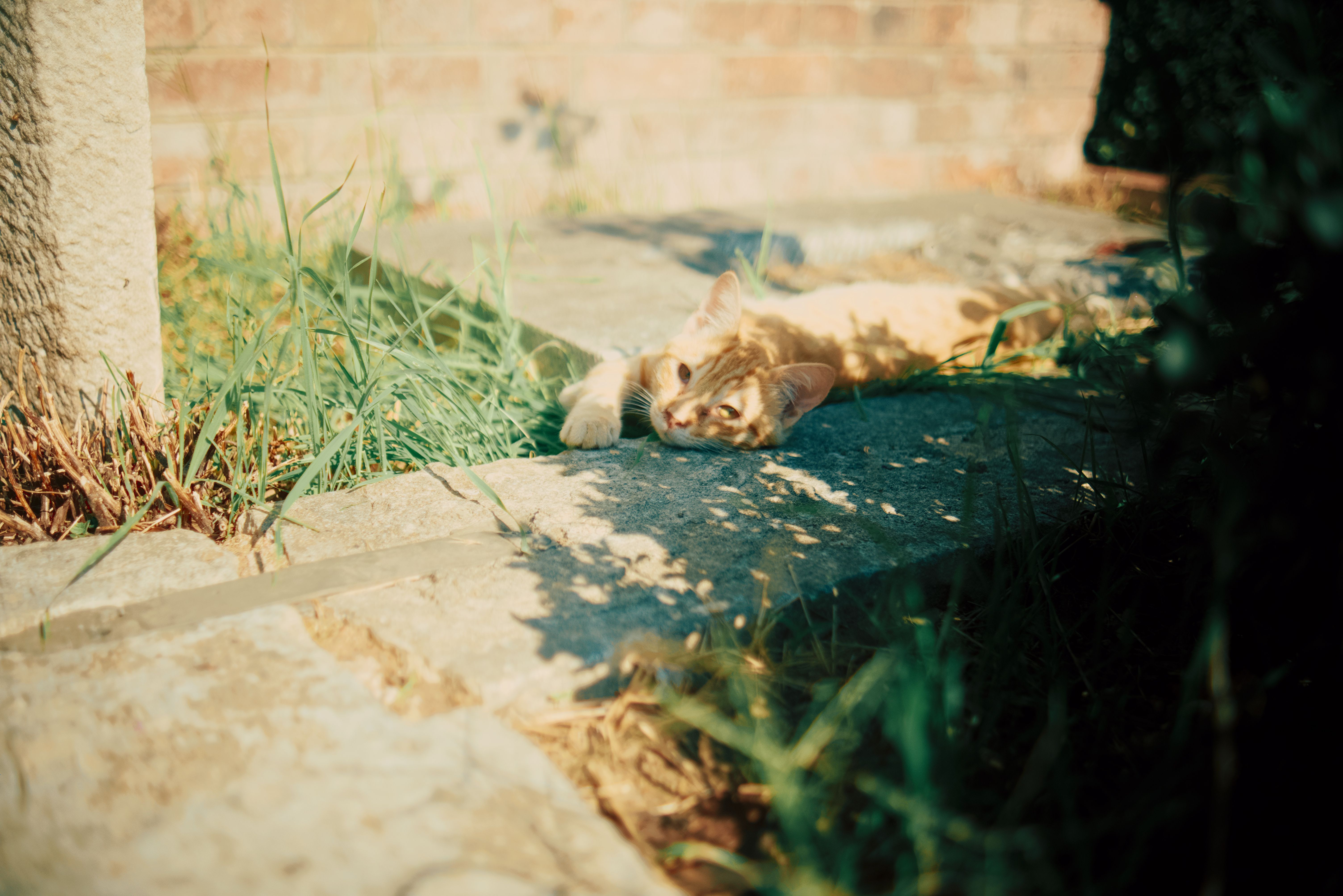 Portrait of a cat at a veterinary clinic