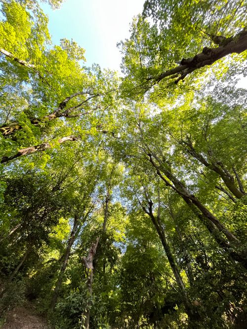 Free Lush green forest canopy view from below, capturing tranquil outdoor nature scene. Stock Photo