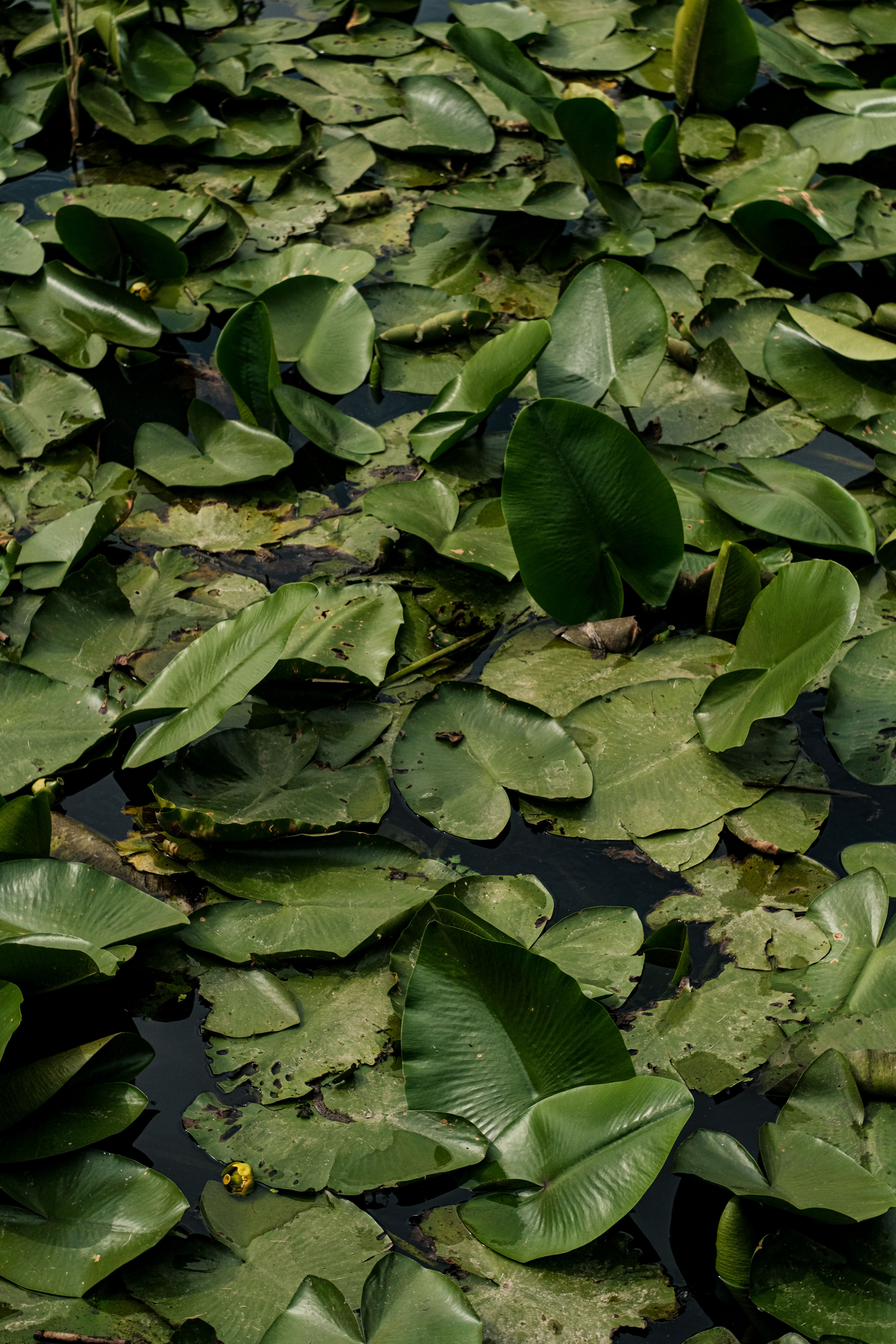 ingyenes Egy békés tó, buja zöld tavirózsákkal borítva. Tökéletes természet és nyugalom témákhoz. Stockfotó