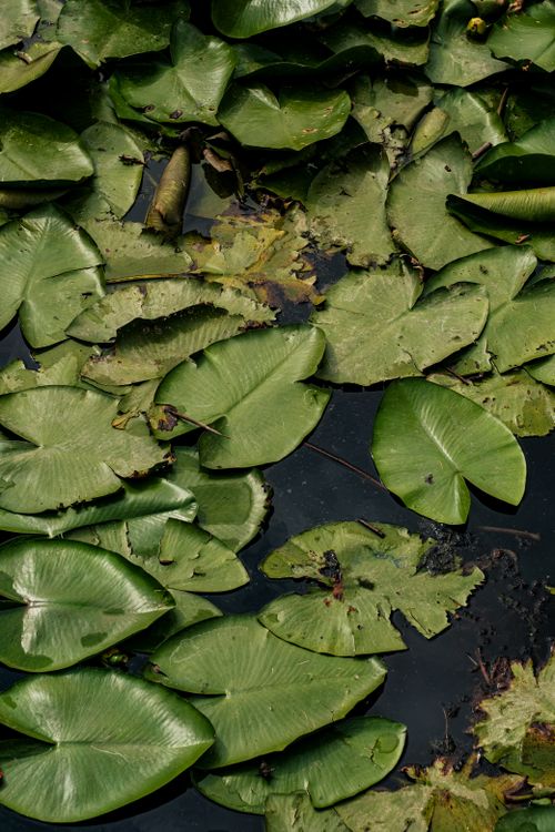Free A serene view of lush green water lilies floating on a dark water surface. Stock Photo