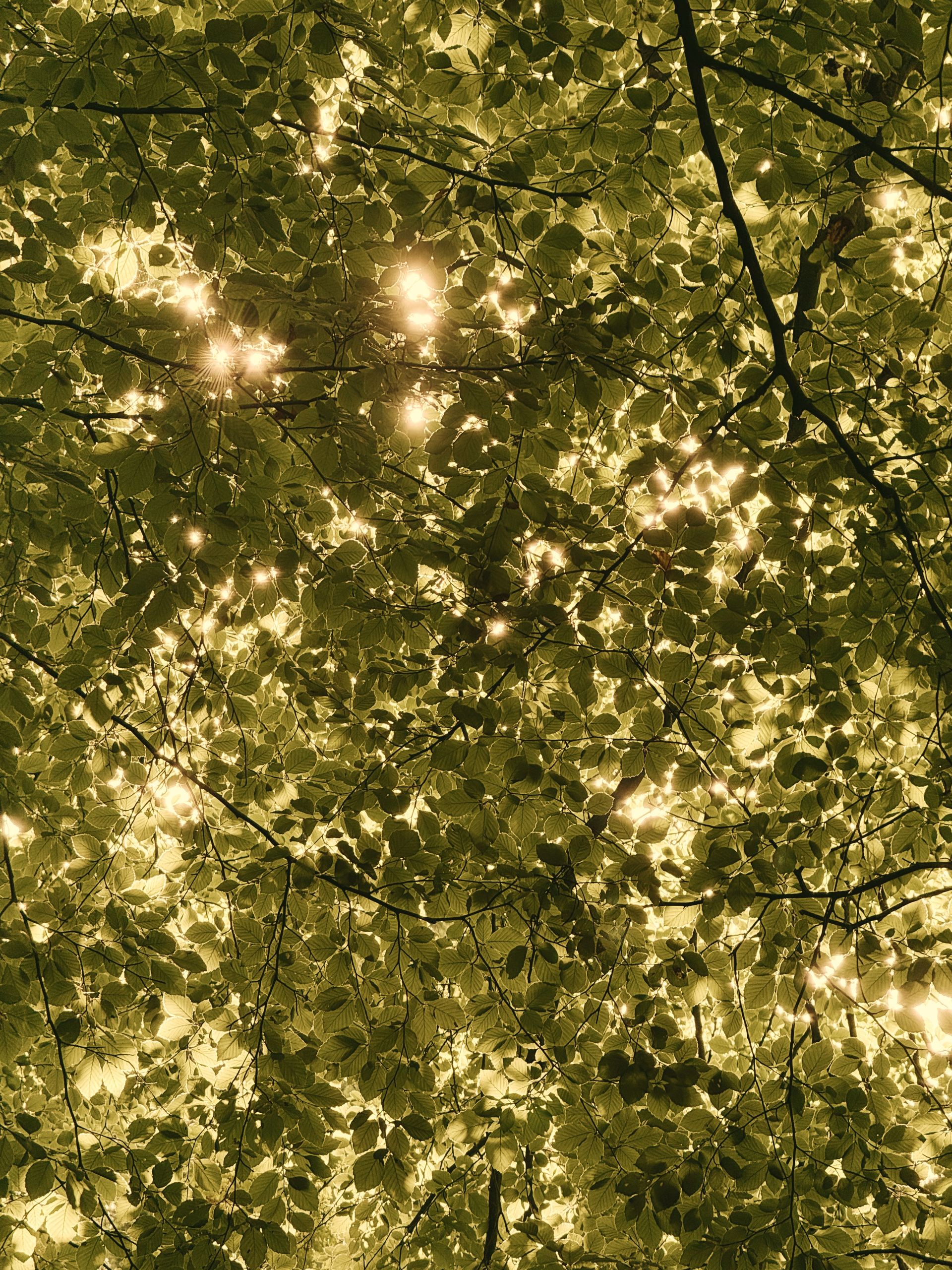 Warm sunlight shines through tree leaves creating a serene forest canopy view
