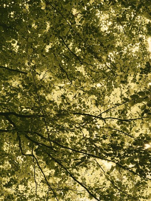 Free Aerial view of a sun-dappled tree canopy with golden leaves creating a serene natural environment. Stock Photo