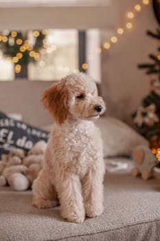 Cute fluffy dog sitting on a sofa indoors with warm Christmas decorations.