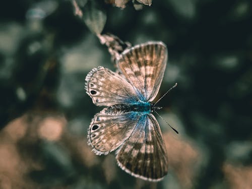 Free stock photo of butterfly