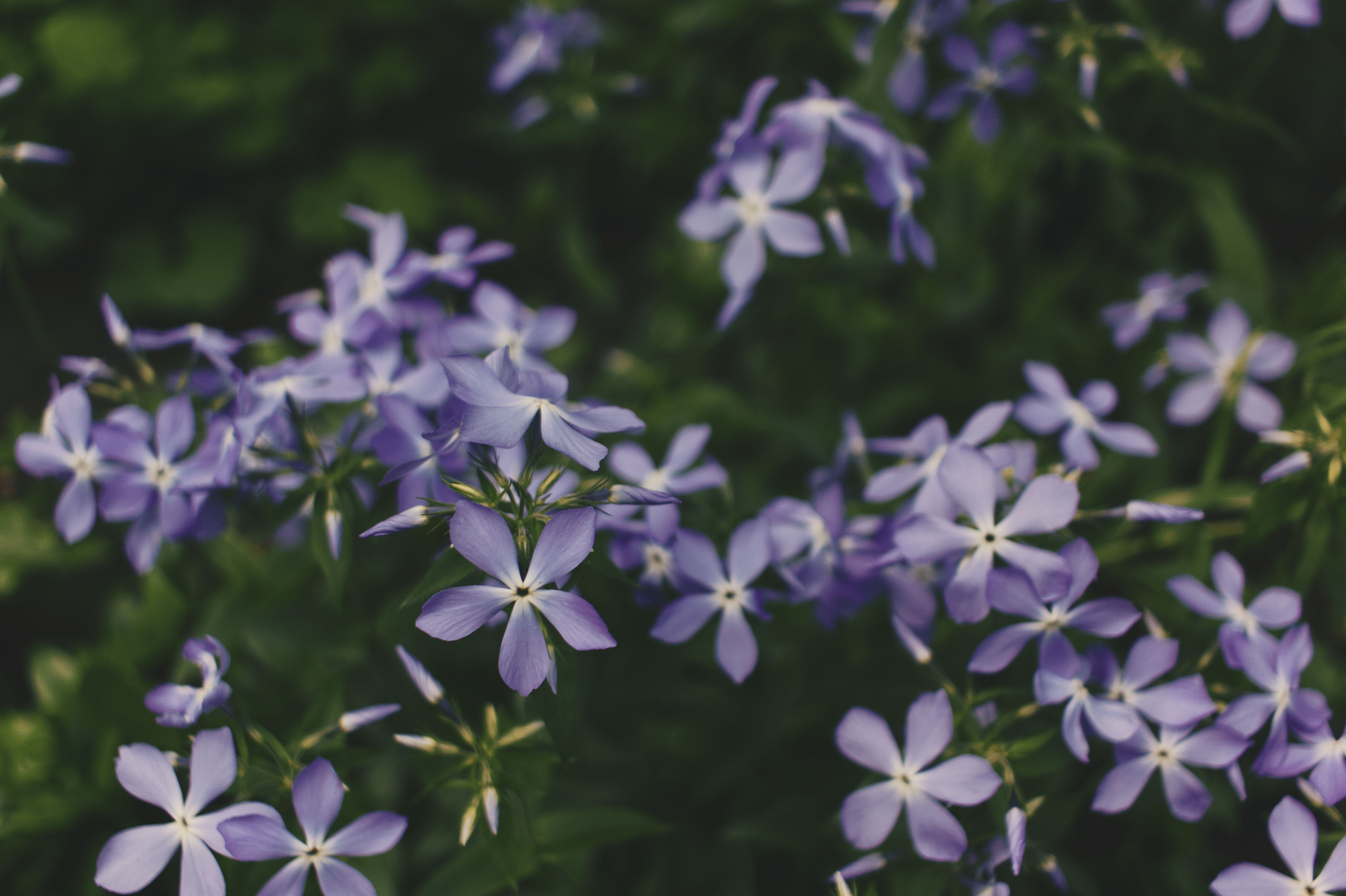 [ColoSach]-close-up-of-vibrant-blue-phlox-flowers-blooming-in-a-lush-garden-setting.