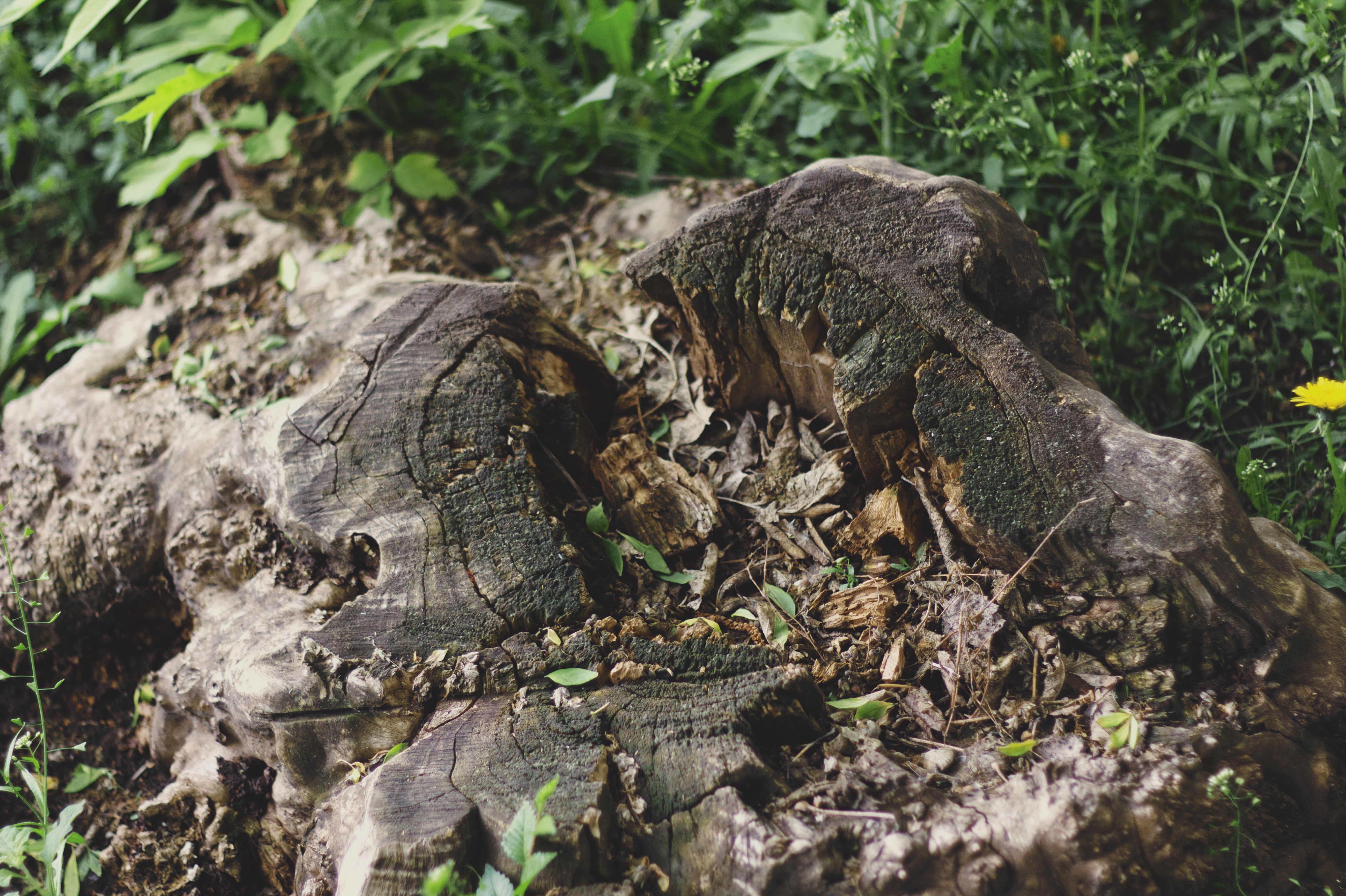 Close up of a moss-covered tree stump in lush green surroundings — natural stump decomposition Surrey BC