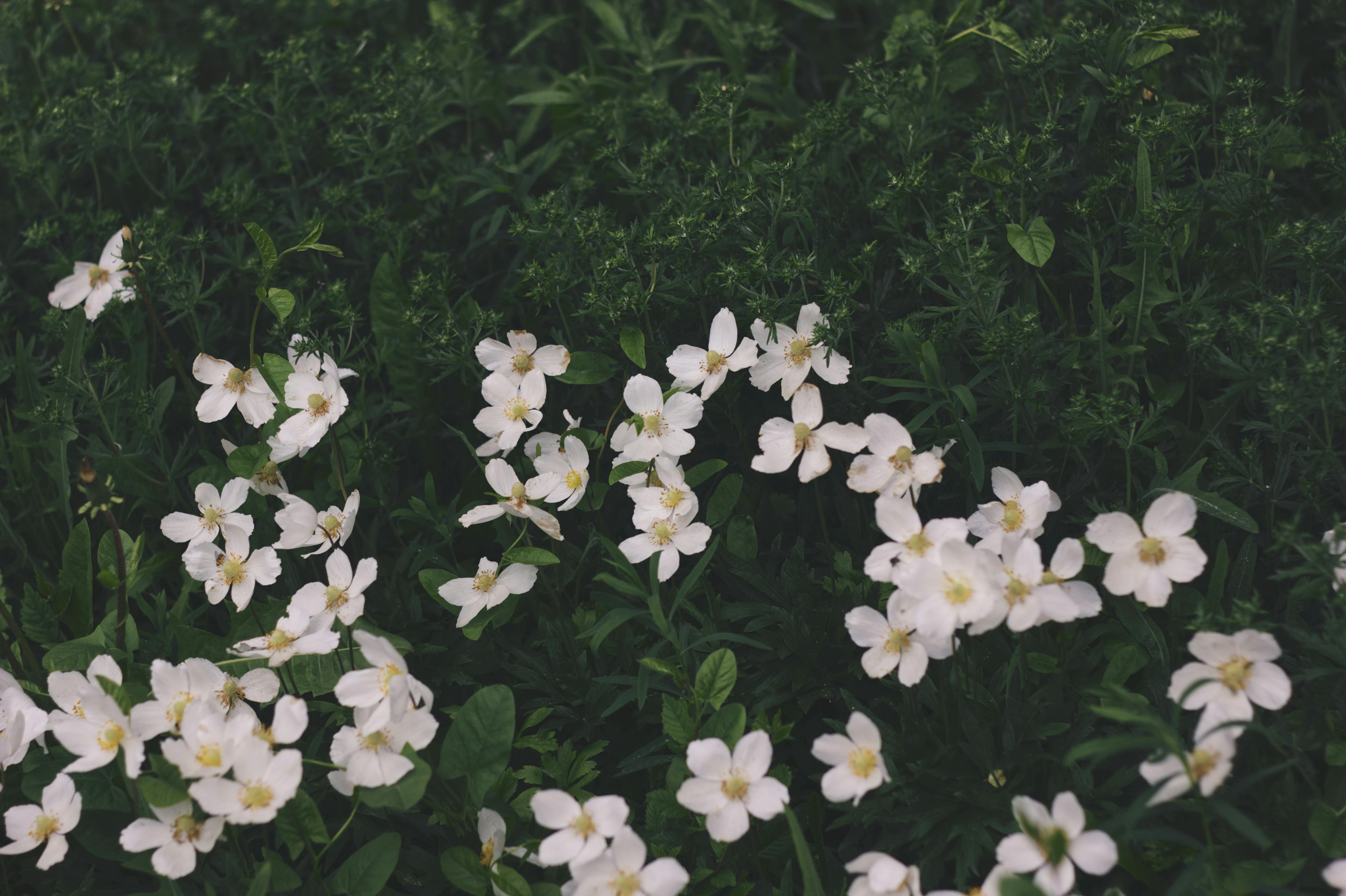 Lush Greenery with White Flowers in Bloom