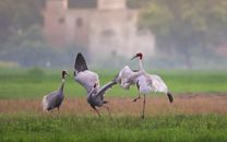 Elegant Sarus cranes engaging in a lively dance in a vibrant green field, showcasing natural beauty.