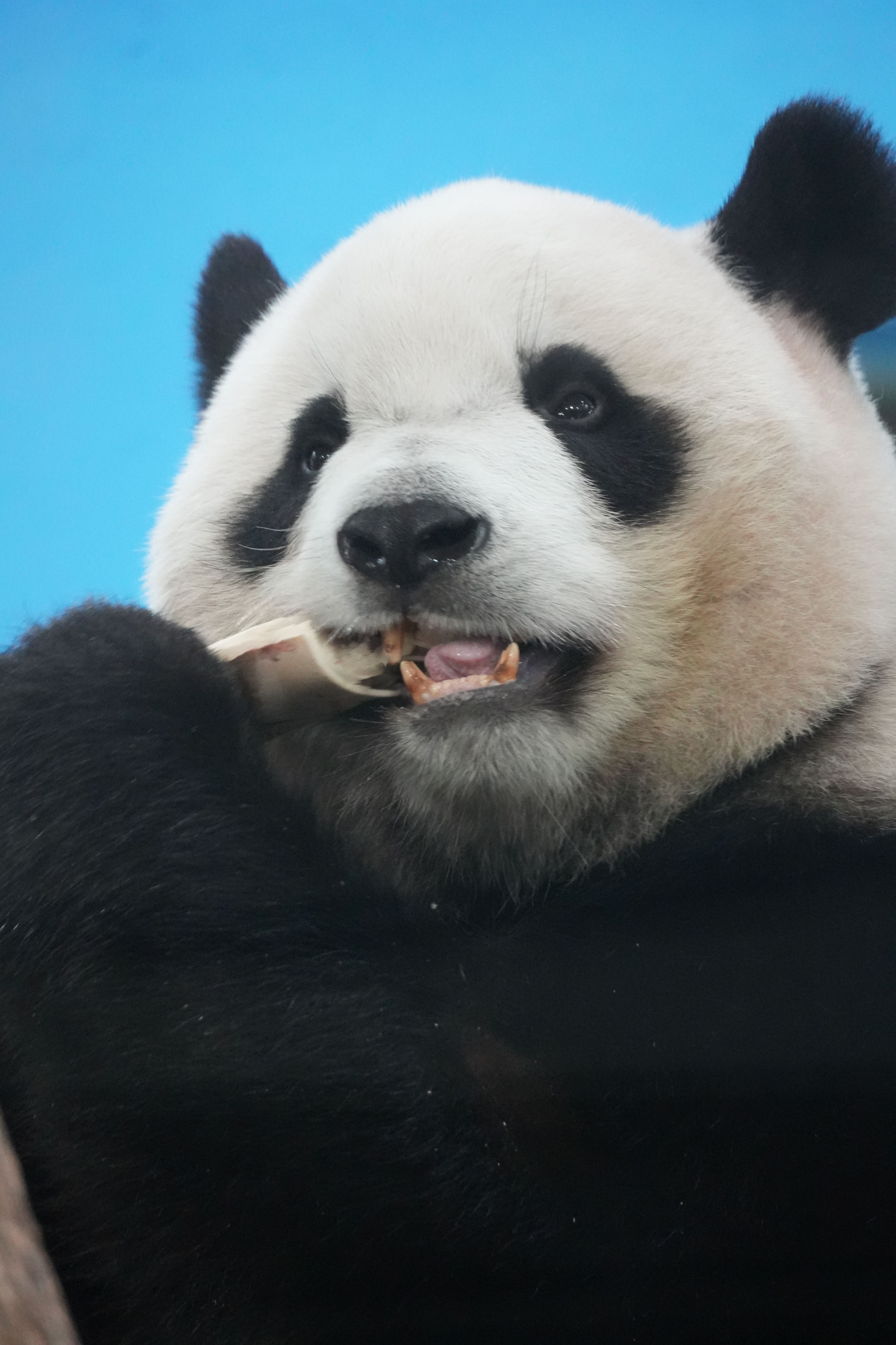 A giant panda bear close-up while chewing bamboo with a bright blue background.