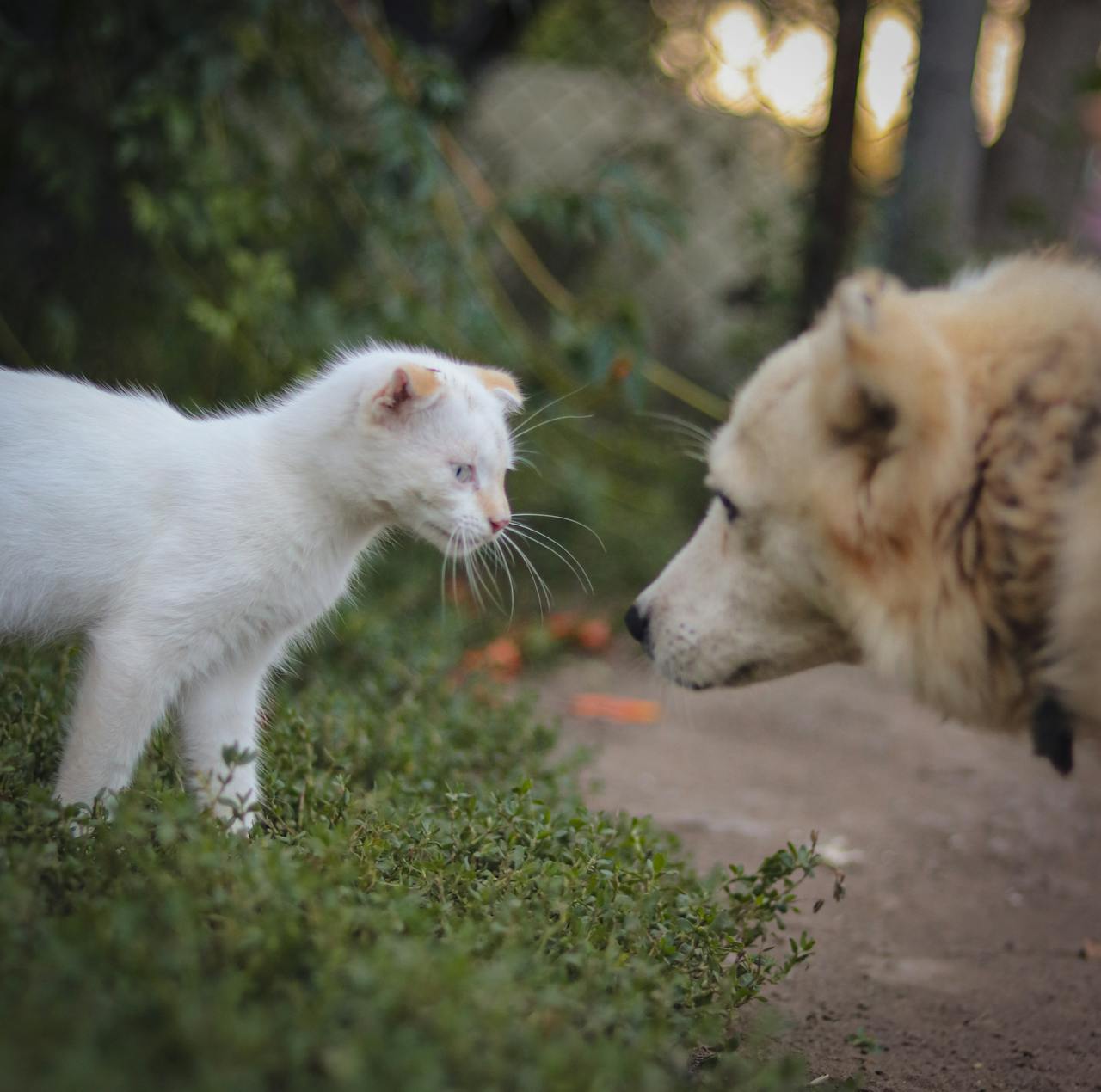 Gatto e cane seduti fianco a fianco che osservano il giardino verde