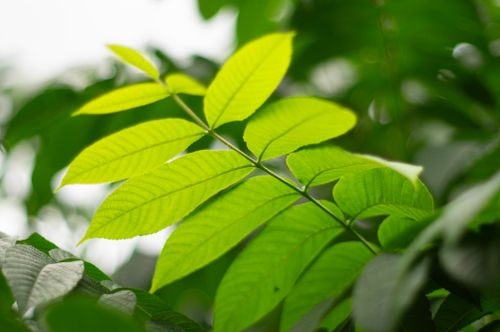 Free Close-up of a vibrant green leaf illuminated by sunlight, showcasing nature's beauty and detail. Stock Photo