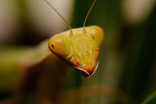 Free Detailed macro shot of a praying mantis (Mantodea) in lush green surroundings, Indonesia. Stock Photo