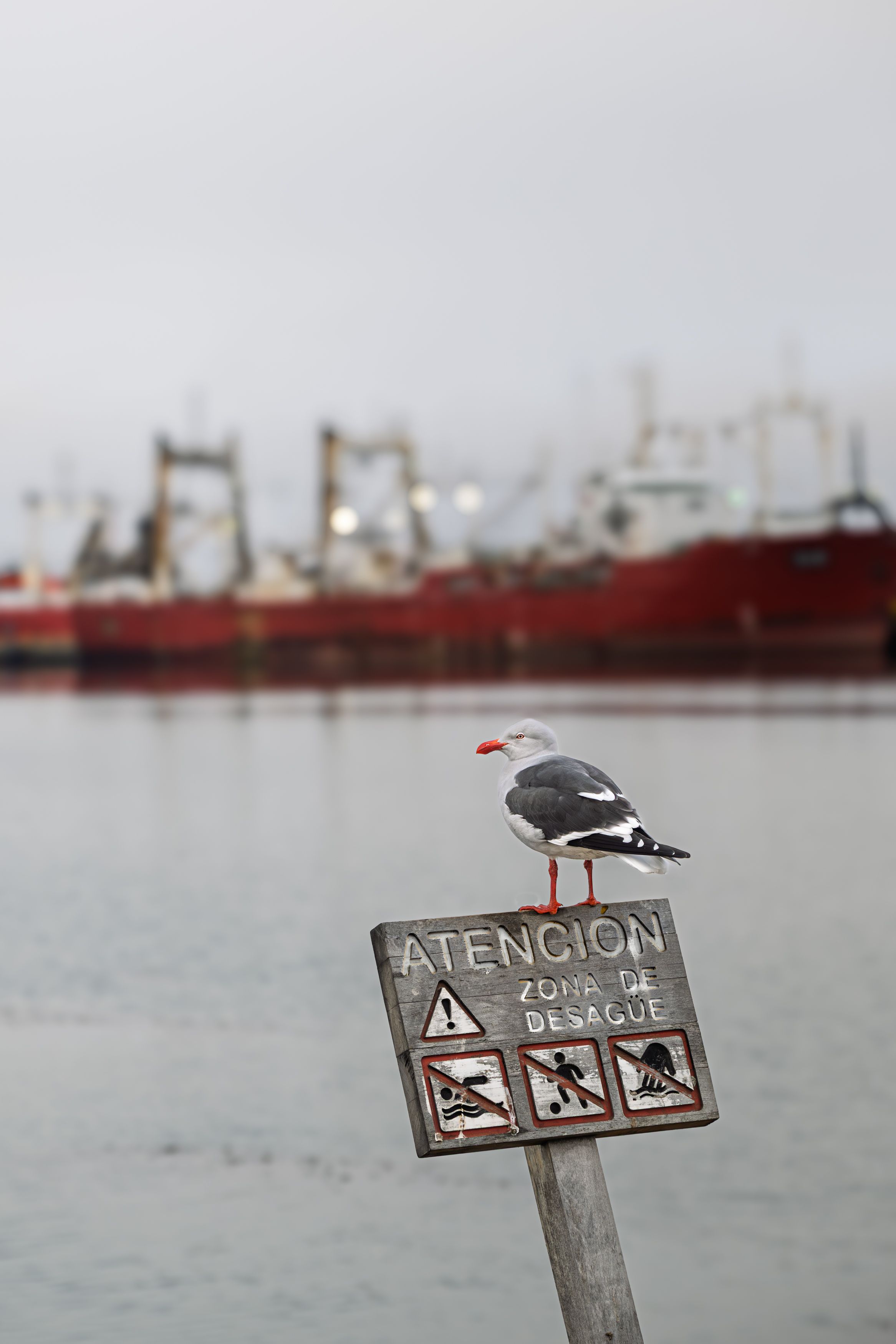 Antarctic Departure Pier