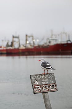 Seagull on sign at Ushuaia harbor with blurred fishing ships in the background.