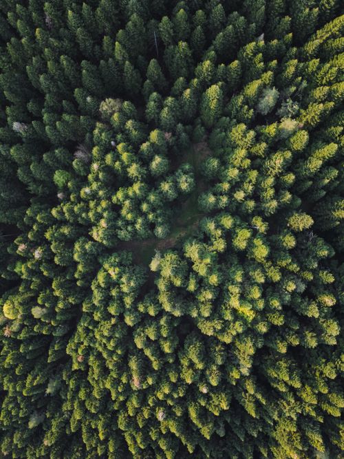 Free Drone shot capturing a dense, vibrant forest in Sakarya Province, Turkey. Nature's stunning greenery. Stock Photo