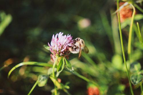 Free Close-up of a honeybee pollinating a purple clover flower in a lush green meadow. Stock Photo